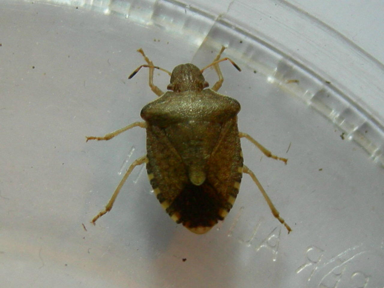 Conferma identificazione: Holcostethus strictus vernalis